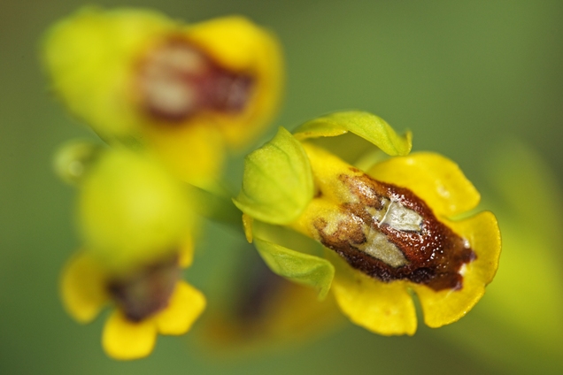 Flor