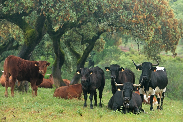 Vacas