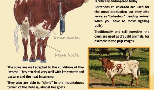 The cattle breed Berrenda en colorado