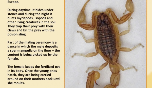 The Common Yellow Scorpion