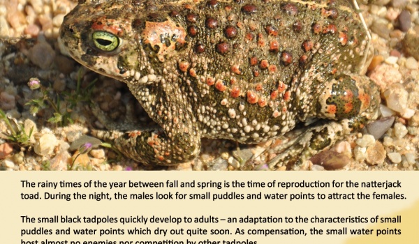 The Natterjack toad